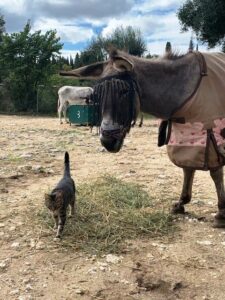 donkey-with-cat-eating
