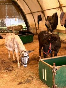two-donkeys-eating