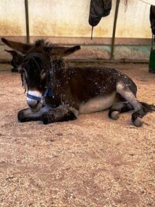 donkey lying down