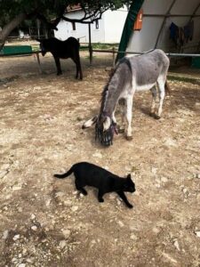 Donkey with cat