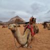 camel