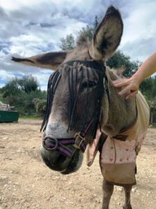 donkey head