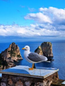 seagull in front of the sea