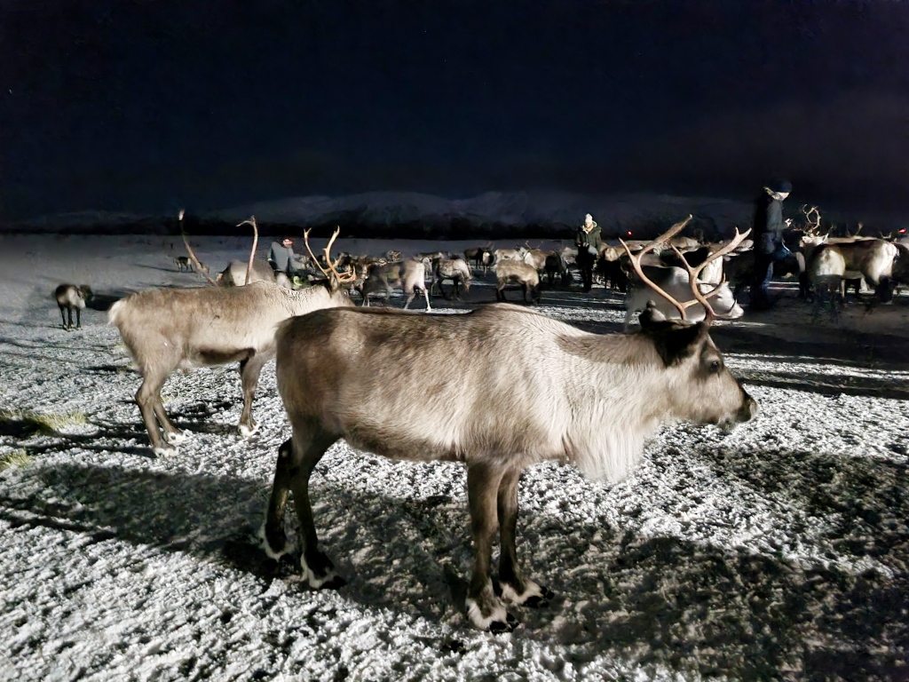 many reindeers standing and doing nothing