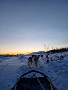 view from inside the sleigh
