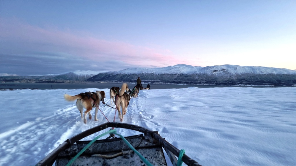sleighride with doggos