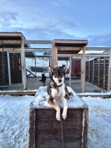 dog lying on hut