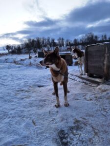 dog standing in front of the hut