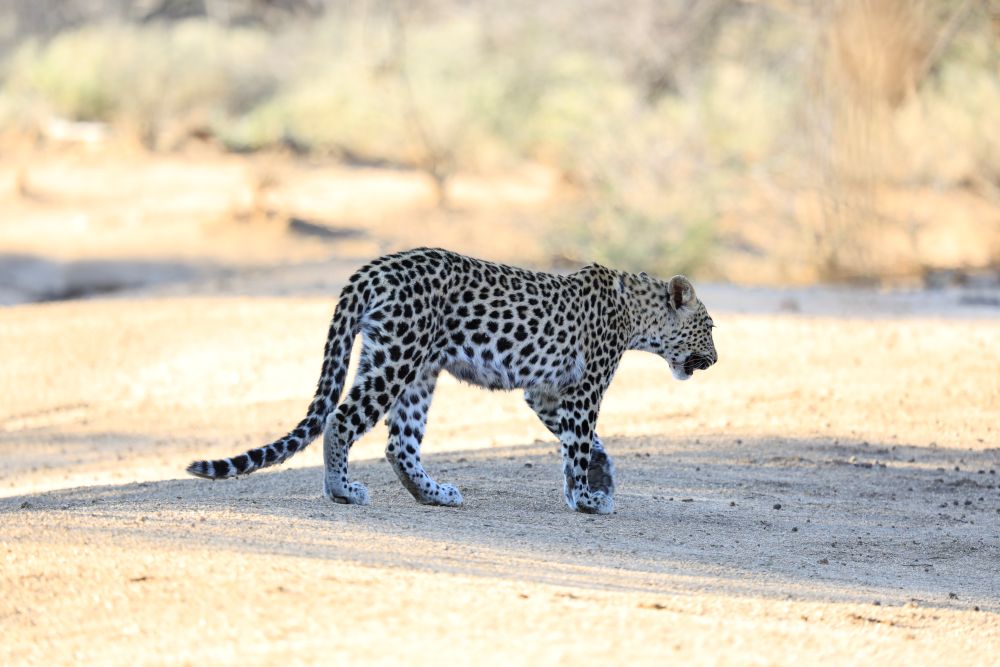 Okonjima leopard 5
