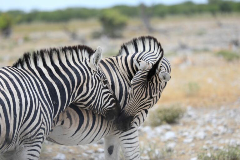 Zebra kissing