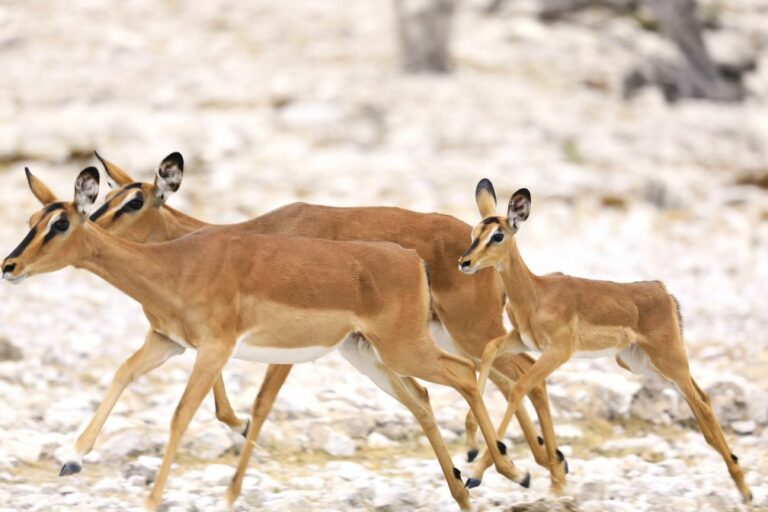 antilope 2