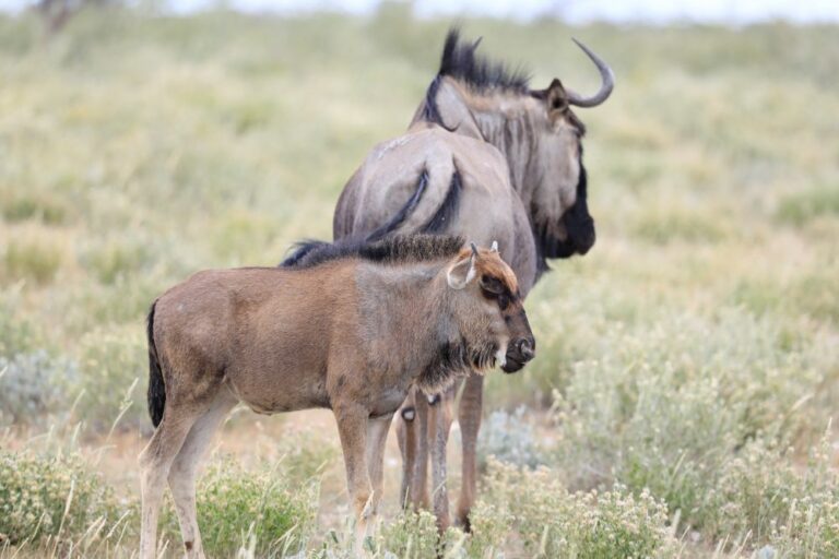 baby gnu