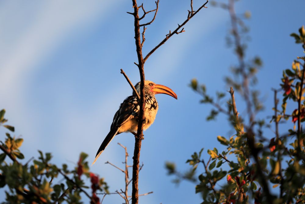 bird 1