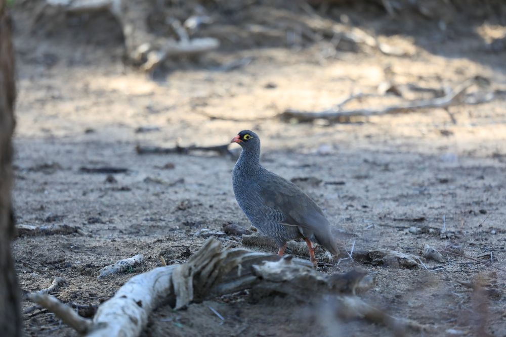 bird 2