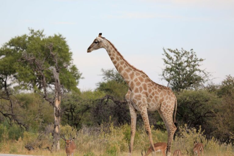 giraffe 2
