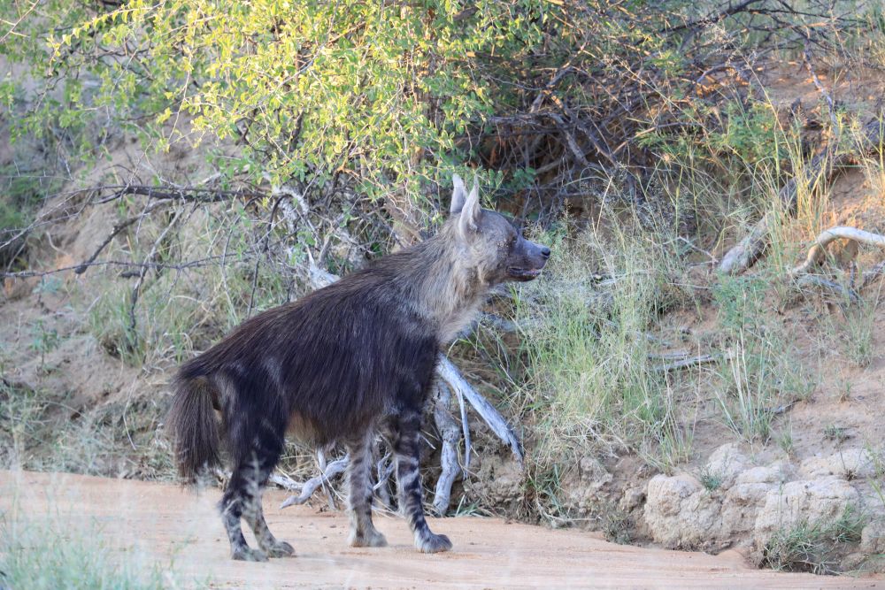 okonjima brown hyene