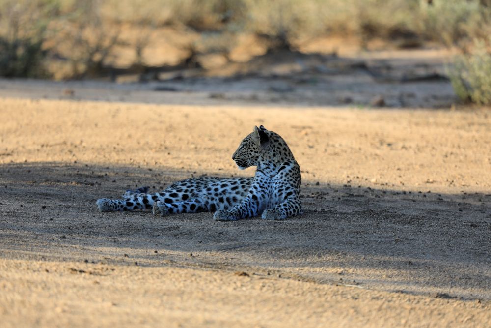 okonjima leopard 4