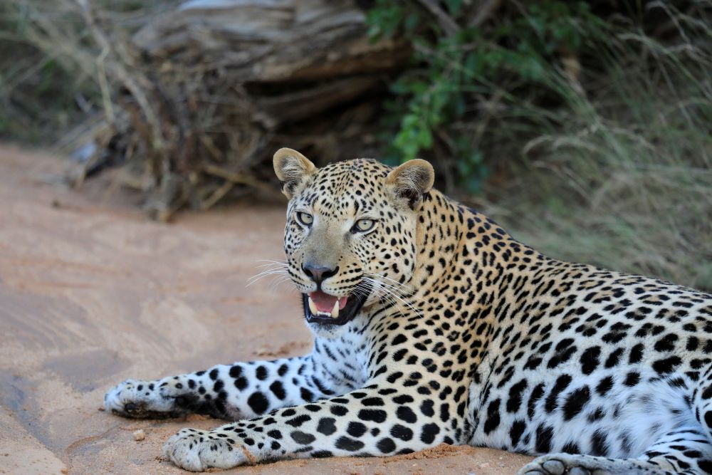 okonjima leoprad 6