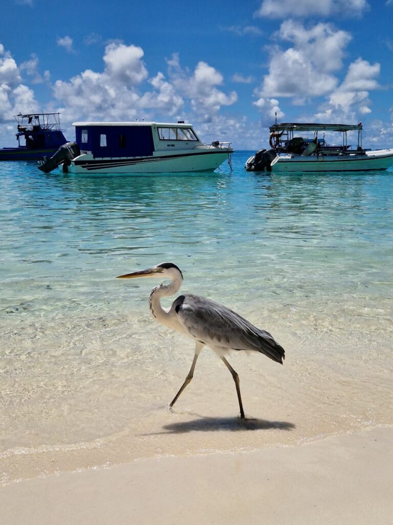 bird 2