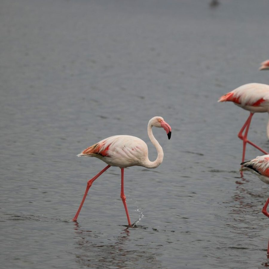 flamingo 3 flamingo 3